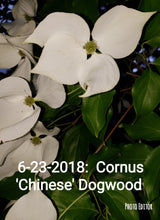 Chinese Dogwood
