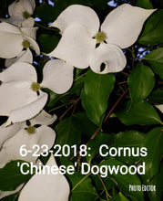 Chinese Dogwood
