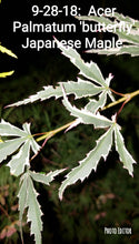 Acer Palmatum 'Butterfly' Japanese Maples