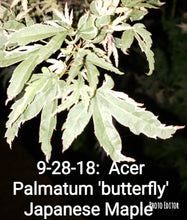 Acer Palmatum 'Butterfly' Japanese Maples