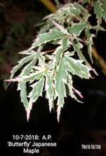 Acer Palmatum 'Butterfly' Japanese Maples