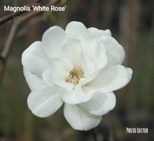 Magnolia 'White Rose'