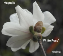 Magnolia 'White Rose'