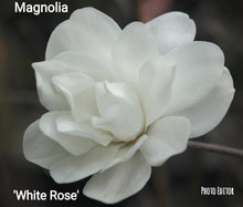 Magnolia 'White Rose'