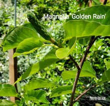 Magnolia 'Golden Rain'