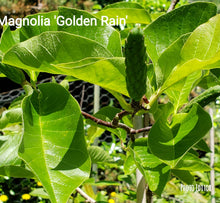 Magnolia 'Golden Rain'