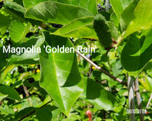 Magnolia 'Golden Rain'