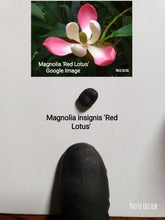Magnolia 'Red Lotus'