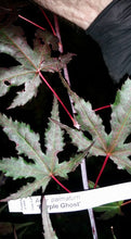 Acer Palmatum 'Purple Ghost'  Japanese Maples