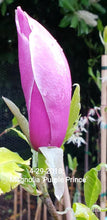 Magnolia 'Purple Prince'