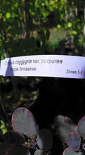 'Purple Smoketree' Cotinus coggygria var. Pupura- in Other Varieties