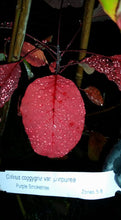 'Purple Smoketree' Cotinus coggygria var. Pupura- in Other Varieties