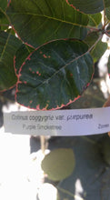 'Purple Smoketree' Cotinus coggygria var. Pupura- in Other Varieties