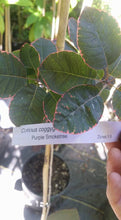 'Purple Smoketree' Cotinus coggygria var. Pupura- in Other Varieties