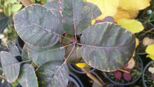 'Purple Smoketree' Cotinus coggygria var. Pupura- in Other Varieties