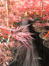 Acer Palmatum 'Red Dragon' Japanese Maples