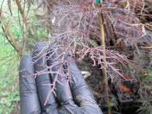 Acer Palmatum 'Red Filigree-Lace' Japanese Maples