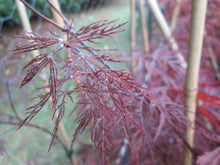 Acer Palmatum 'Red Filigree-Lace' Japanese Maples