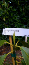 Magnolia 'Red Lotus'