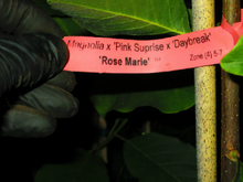 Magnolia 'Rose Marie'