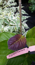 Magnolia 'Rose Marie'