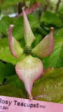 Cornus 'Rosy Tea Cups' Dogwood