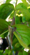 Cornus 'Rosy Tea Cups' Dogwood