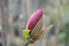 Magnolia 'Black Tulip'