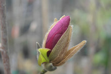 Magnolia 'Black Tulip'