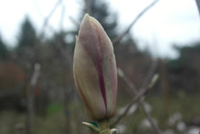 Magnolia 'Jon Jon'