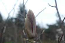 Magnolia 'Jon Jon'