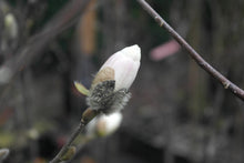 Magnolia 'White Rose'