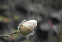 Magnolia 'White Rose'