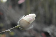 Magnolia 'White Rose'