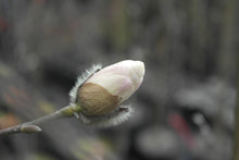 Magnolia 'White Rose'