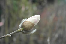 Magnolia 'White Rose'