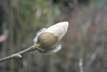 Magnolia 'White Rose'