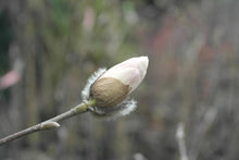 Magnolia 'White Rose'