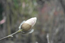 Magnolia 'White Rose'