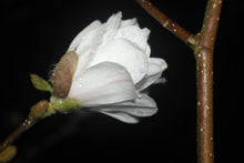 Magnolia 'White Rose'
