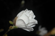 Magnolia 'White Rose'