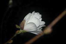 Magnolia 'White Rose'