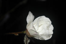 Magnolia 'White Rose'