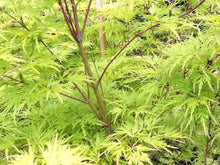 Acer Palmatum 'Seiryu' Japanese Maples