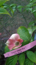 Cornus 'Stellar Pink' Dogwood
