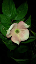 Cornus 'Stellar Pink' Dogwood