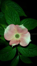 Cornus 'Stellar Pink' Dogwood