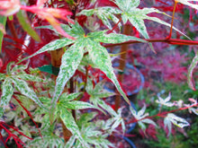 Acer Palmatum 'Uki Gumo' Floating Cloud Japanese Maples