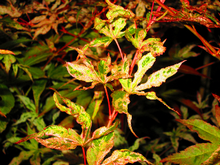 Acer Palmatum 'Uki Gumo' Floating Cloud Japanese Maples