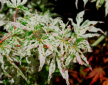 Acer Palmatum 'Uki Gumo' Floating Cloud Japanese Maples